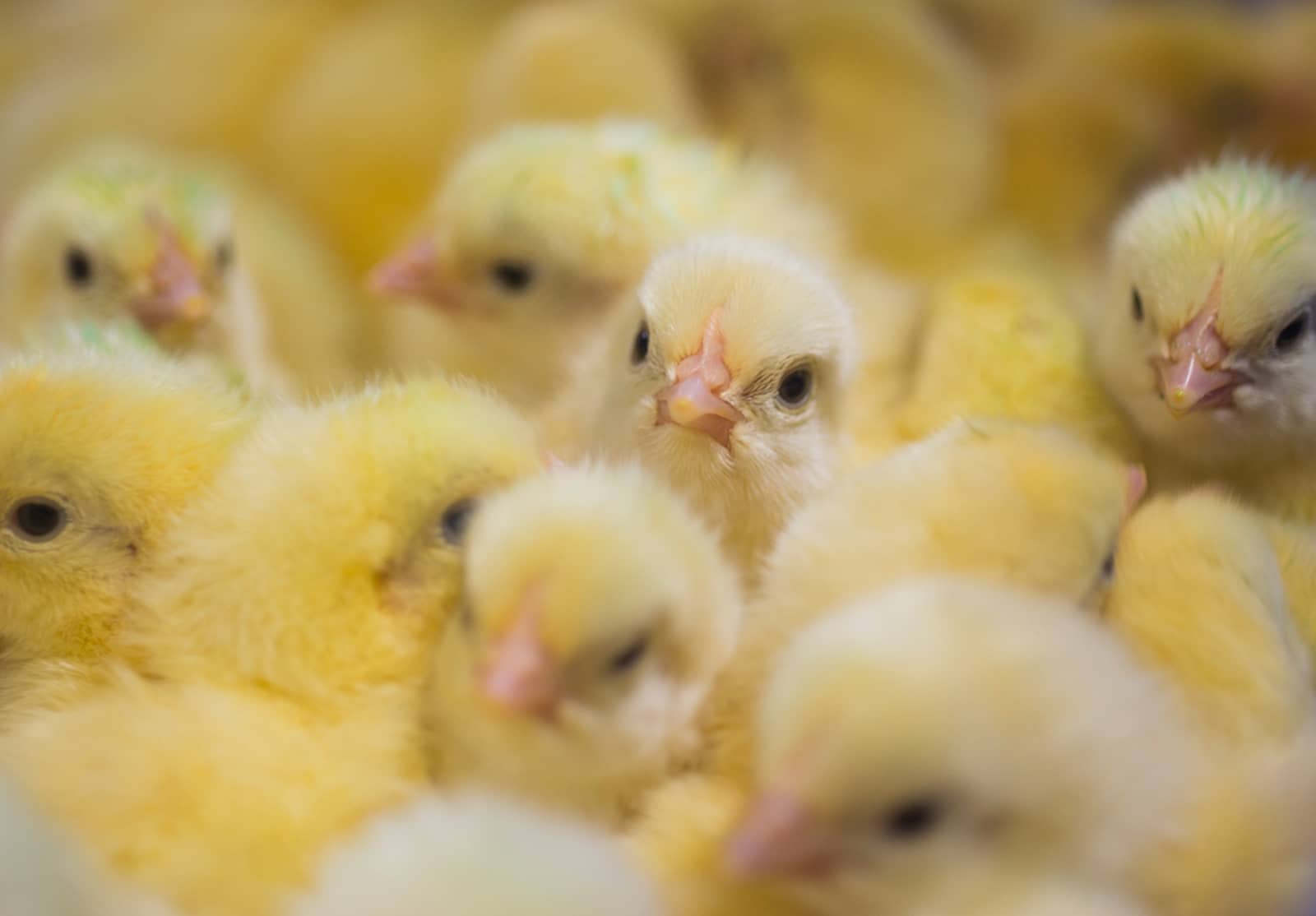 Keith Smith Company | Aileron